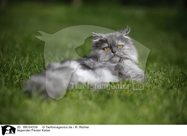 liegender Perser Katze / lying persian cat / RR-54539