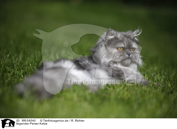 liegender Perser Katze / lying persian cat / RR-54540