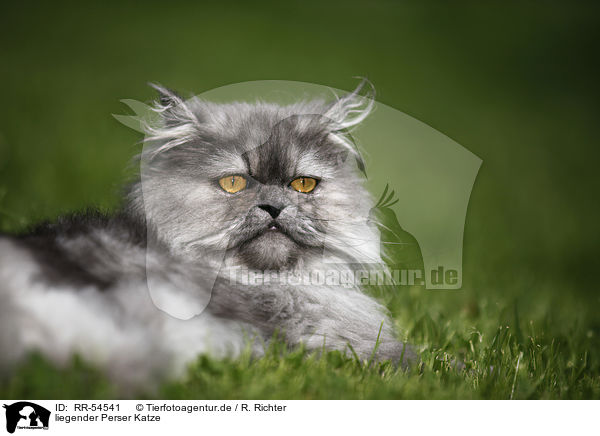liegender Perser Katze / lying persian cat / RR-54541