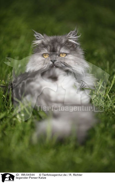 liegender Perser Katze / lying persian cat / RR-54544