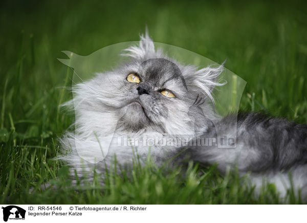 liegender Perser Katze / lying persian cat / RR-54546