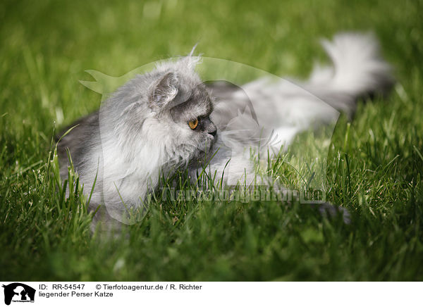 liegender Perser Katze / lying persian cat / RR-54547
