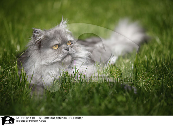 liegender Perser Katze / lying persian cat / RR-54548