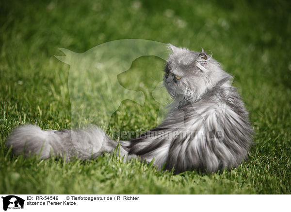 sitzende Perser Katze / sitting persian cat / RR-54549