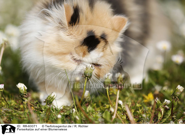 Perserkatze auf einer Blumenwiese / Persian Cat on meadow / RR-60071
