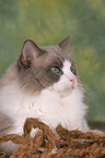 Ragdoll Kater