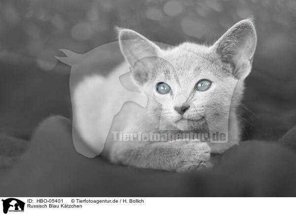 Russisch Blau Ktzchen / Russian blue kitten / HBO-05401