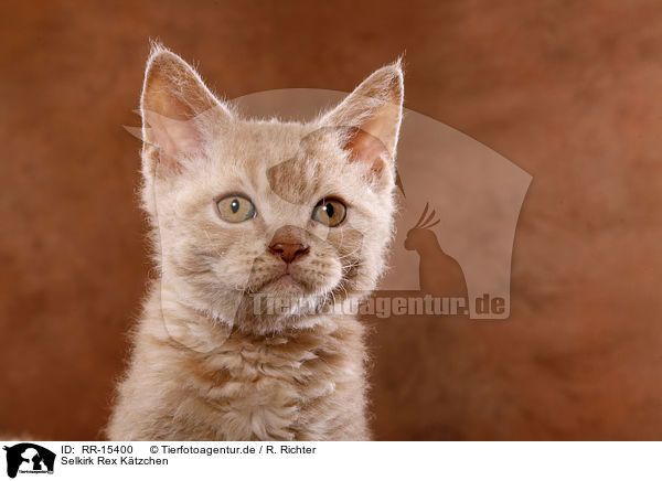 Selkirk Rex Ktzchen / Selkirk Rex Kitten / RR-15400