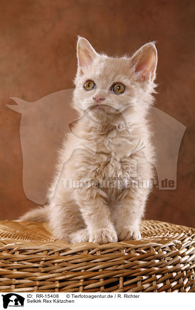 Selkirk Rex Ktzchen / Selkirk Rex Kitten / RR-15408