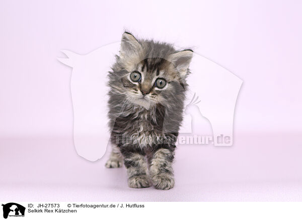 Selkirk Rex Ktzchen / Selkirk Rex kitten / JH-27573