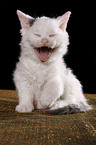 Selkirk Rex Kitten