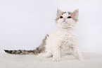 Selkirk Rex Ktzchen