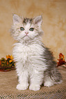 Selkirk Rex Ktzchen