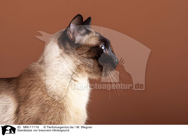 Siamkatze vor braunem Hintergrund / Siamese cat in front of brown background / MW-11119