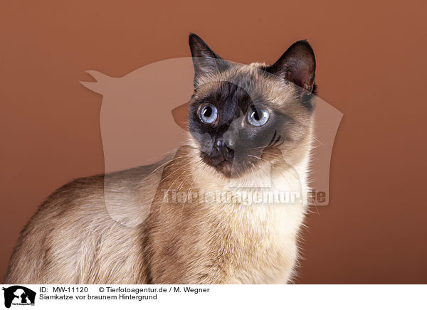 Siamkatze vor braunem Hintergrund / Siamese cat in front of brown background / MW-11120
