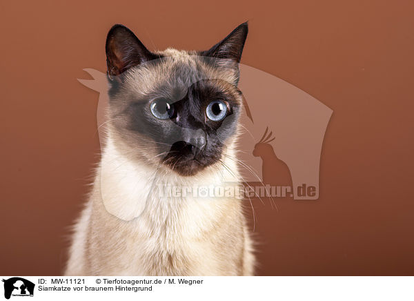 Siamkatze vor braunem Hintergrund / Siamese cat in front of brown background / MW-11121