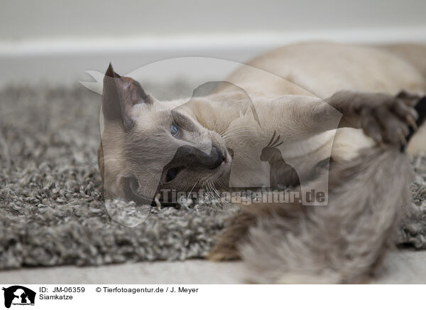 Siamkatze / Siamese Cat / JM-06359
