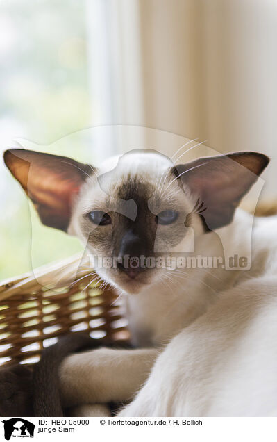 junge Siam / young Siamese Cat / HBO-05900