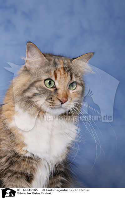 Sibirische Katze Portrait / RR-15165