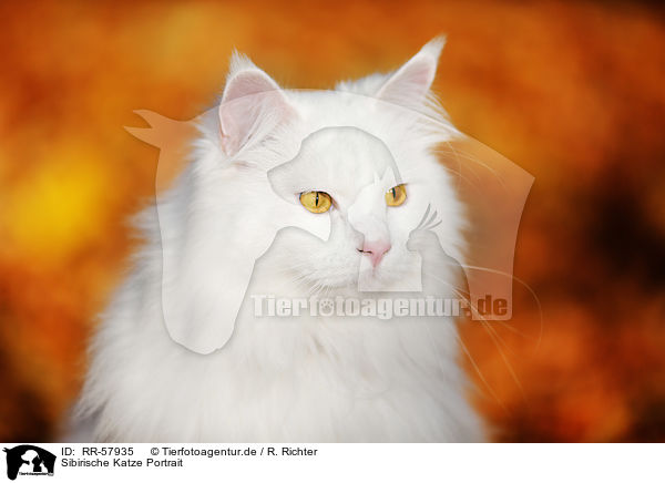 Sibirische Katze Portrait / RR-57935