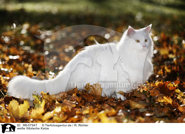 weie Sibirische Katze / white Siberian Cat / RR-57947