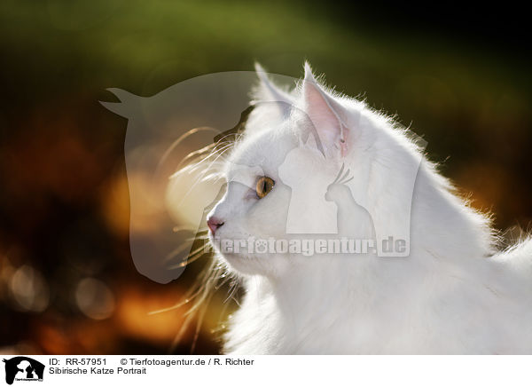 Sibirische Katze Portrait / Siberian Cat Portrait / RR-57951