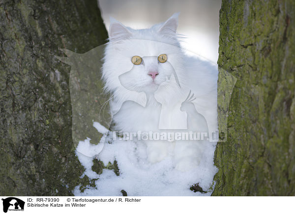 Sibirische Katze im Winter / RR-79390