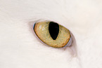 Auge einer Sibirischen Katze