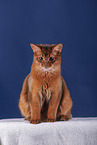 Somali Katze