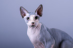 Sphynx Katze