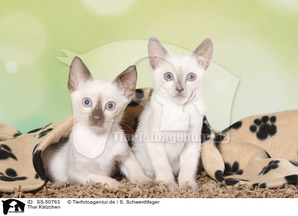 Thai Ktzchen / Thai Kitten / SS-50763