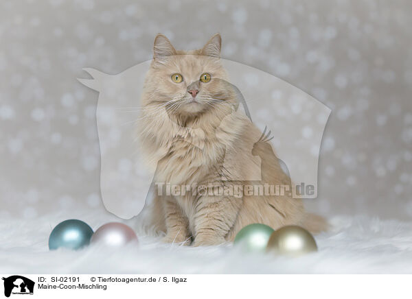 Maine-Coon-Mischling / SI-02191