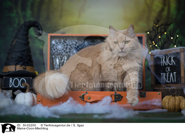 Maine-Coon-Mischling / SI-02200