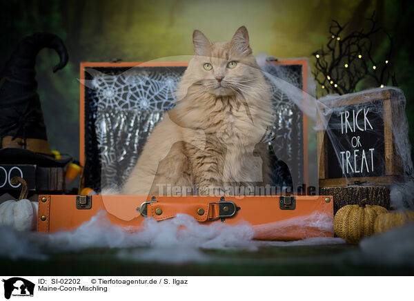 Maine-Coon-Mischling / SI-02202