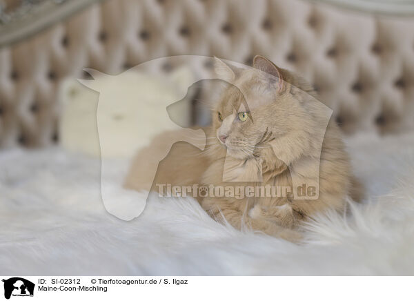 Maine-Coon-Mischling / Maine-Coon-Cross / SI-02312