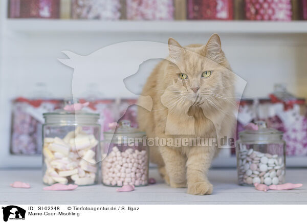 Maine-Coon-Mischling / SI-02348