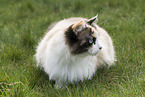 Sibirische-Katze-Mischling