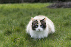 Sibirische-Katze-Mischling