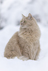 Maine-Coon-Mischling