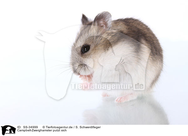 Campbell-Zwerghamster putzt sich / Campbell's dwarf hamster is cleaning itself / SS-34999