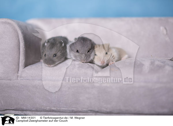 Campbell Zwerghamster auf der Couch / Campbells dwarf hamster on the couch / MW-14301
