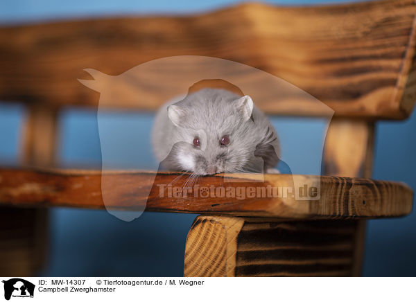 Campbell Zwerghamster / Campbells dwarf hamster / MW-14307