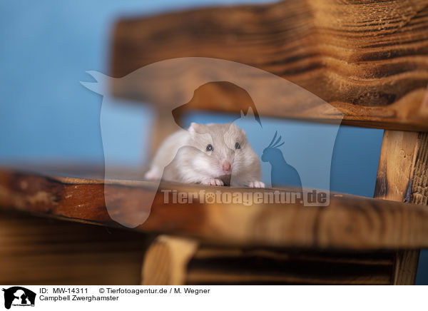 Campbell Zwerghamster / Campbells dwarf hamster / MW-14311