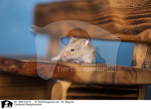 Campbell Zwerghamster / Campbells dwarf hamster / MW-14312
