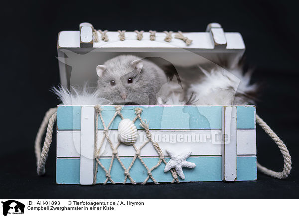 Campbell Zwerghamster in einer Kiste / Campbells dwarf hamster in a box / AH-01893
