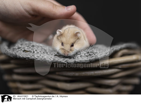 Mensch mit Campbell Zwerghamster / human with Campbells dwarf hamster / AH-01901