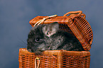 Chinchilla im Krbchen