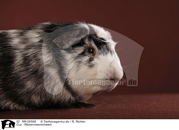 Cuy - Riesenmeerschwein / Cuy - giant guinea pig / RR-26588