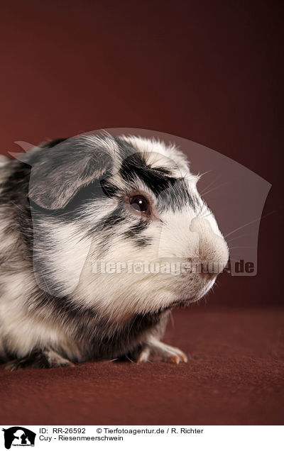 Cuy - Riesenmeerschwein / Cuy - giant guinea pig / RR-26592