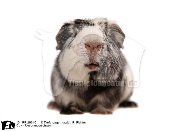 Cuy - Riesenmeerschwein / Cuy - giant guinea pig / RR-26610